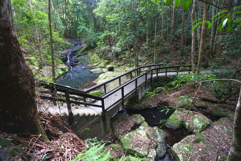 Kondalilla Falls Circuit, Kondalilla National Park - Accommodation QLD 2