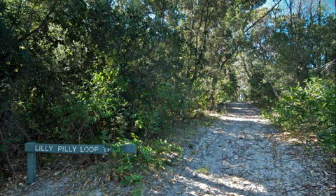 Lillypilly Loop Trail - Accommodation QLD 0