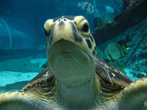 Reef HQ Aquarium - Accommodation QLD 0