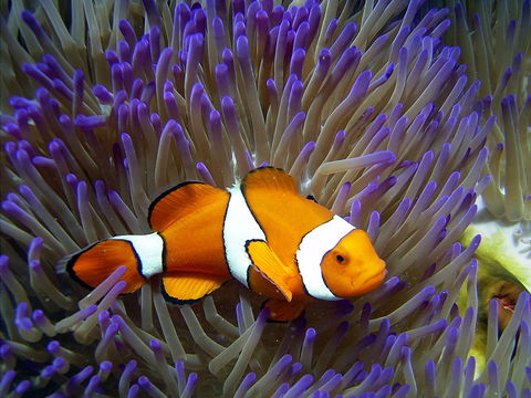 Reef HQ Aquarium - Accommodation QLD 1