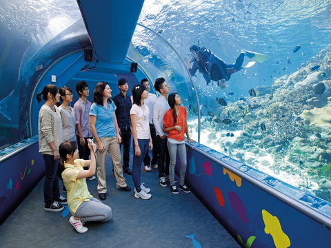 Reef HQ Aquarium - Accommodation QLD 2