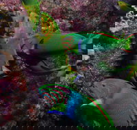 Sunshine Reef - Accommodation QLD