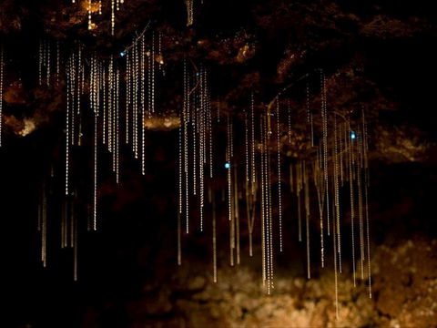 Tamborine Mountain Glow Worm Tours - Accommodation QLD 0