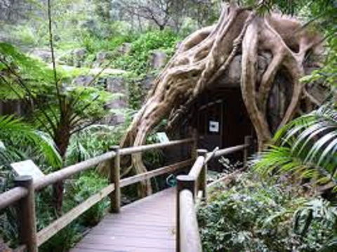 Tamborine Mountain Glow Worm Tours - Accommodation QLD 2