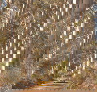 The Great Forest Trees Drive - Accommodation QLD