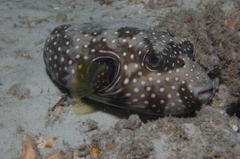 The Wrecks Dive Site At Moreton Island - Accommodation QLD 0