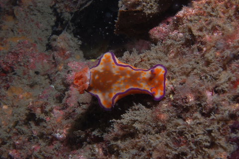 The Wrecks Dive Site At Moreton Island - Accommodation QLD 1