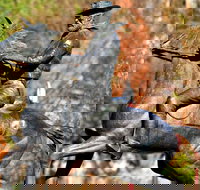 Thunderbolt's Statue and Constable Walker Memorial - Accommodation QLD