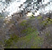 Tolmer Rocks - Mount Boothby Conservation Park - Accommodation QLD