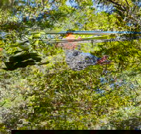 TreeTop Crazy Rider - Accommodation QLD
