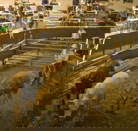 Wagga Wagga Livestock Marketing Centre - Accommodation QLD