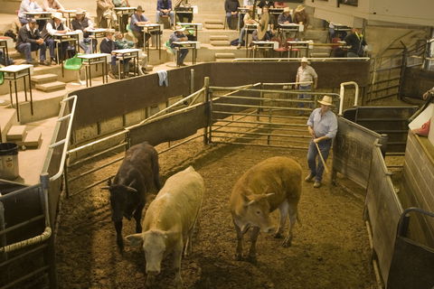 Wagga Wagga Livestock Marketing Centre - Accommodation QLD 0