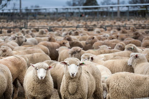 Wagga Wagga Livestock Marketing Centre - Accommodation QLD 1