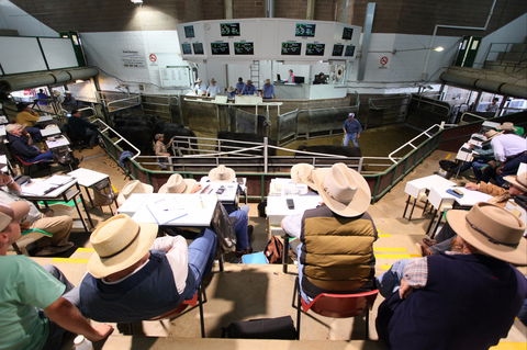 Wagga Wagga Livestock Marketing Centre - Accommodation QLD 2