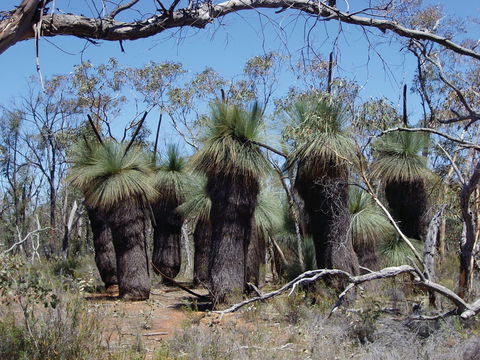 Warby-Ovens National Park - Accommodation QLD 2