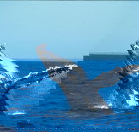 Whale Watching on Keswick Island - Accommodation QLD