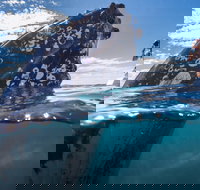 Whale Watching - Accommodation QLD