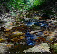 Willi Willi National Park - Accommodation QLD