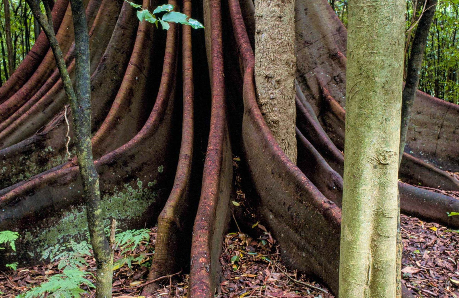 Yarratt Forest NSW Accommodation QLD