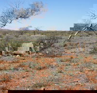 Winnecke Goldfield Cemetery - Accommodation QLD