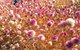 Wineries And Wildflowers - thumb 0