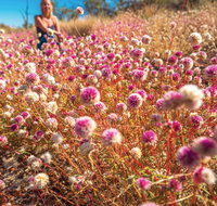 Wineries and Wildflowers - Accommodation QLD