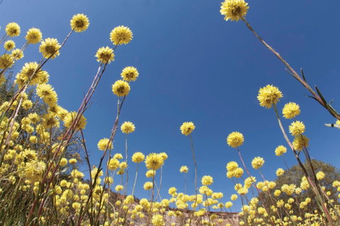 Wineries And Wildflowers - Accommodation QLD 2