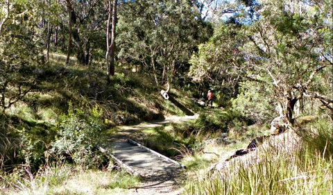 Wollomombi Walking Track - Accommodation QLD 0