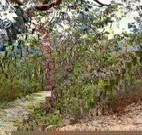 Yango Walking Track - Accommodation QLD