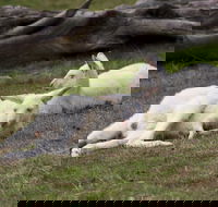 Yarra Valley Nocturnal Zoo - Accommodation QLD