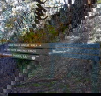 Arthurs Seat to Kings Falls Walk - Accommodation QLD