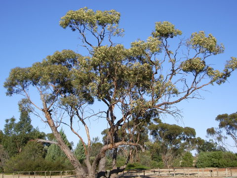 Australian Inland Botanic Gardens - Accommodation QLD 1