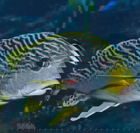 Beaver Reef Dive Site - Accommodation QLD