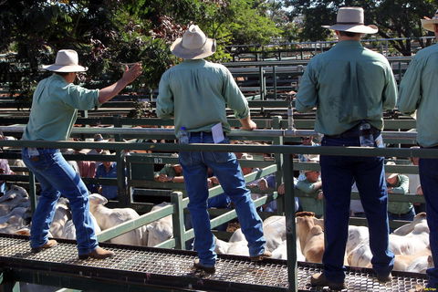 Blackall Saleyards - Accommodation QLD 2