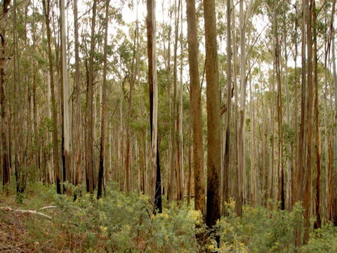 Brindabella National Park - Accommodation QLD 1