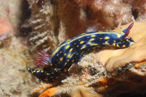 Cochrane Artificial Reef Dive Site - Accommodation QLD 0