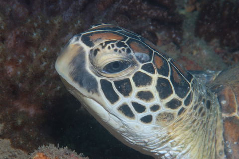 Cochrane Artificial Reef Dive Site - Accommodation QLD 2