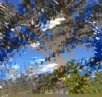 Euroa Arboretum - Accommodation QLD