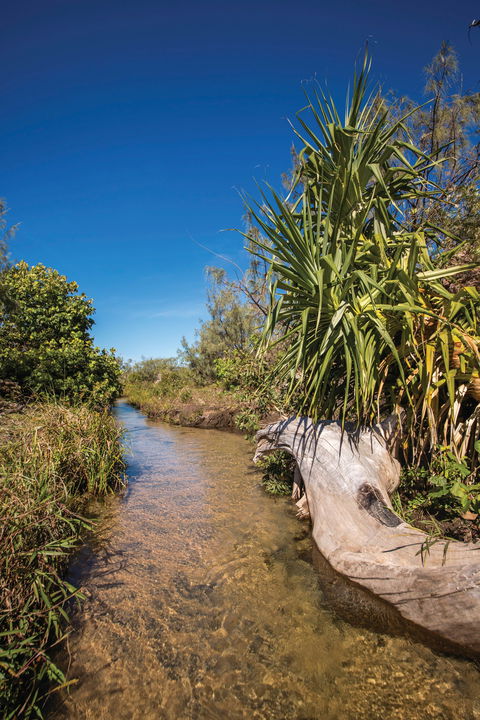 Freshwater Creek Track, Byfield National Park - Accommodation QLD 2