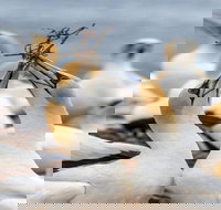 Gannets in Portland - Accommodation QLD