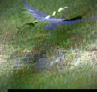 Germein Reserve - Accommodation QLD