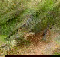 Grass Tree Circuit - Accommodation QLD