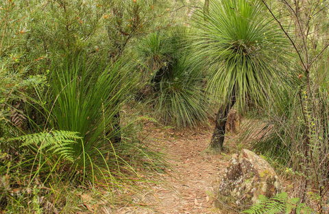 Grass Tree Circuit - Accommodation QLD 0