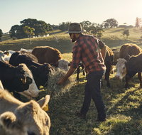 Hinterland Full Day Self Drive Tour - Accommodation QLD