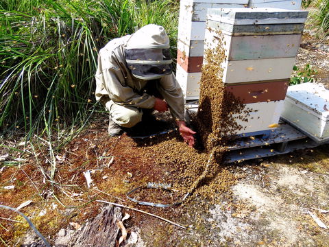 Honey Tasmania - The Beehive - Accommodation QLD 0