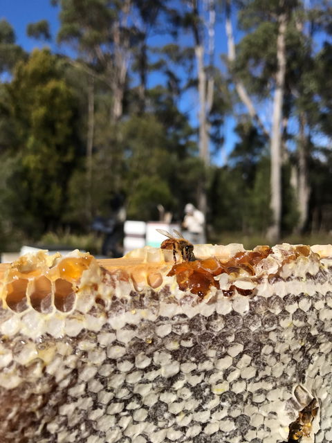 Honey Tasmania - The Beehive - Accommodation QLD 1