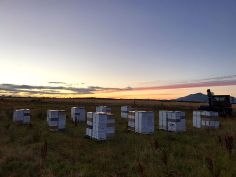 Honey Tasmania - The Beehive - Accommodation QLD 2