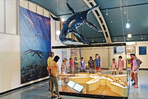 Kronosaurus Korner - Accommodation QLD 2