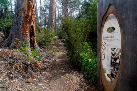 Lake St Clair (Cradle Mountain  - Lake St Clair National Park) - Accommodation QLD 2