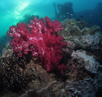 Luncheon Bay Dive Site - Accommodation QLD